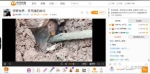竹鼠洞穴被挖，露出脑袋 - News.Sina.com.Cn