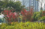 成都，美丽的春天早已来到 - Sichuan.Scol.Com.Cn