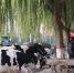 资料图：一农民现场拉两头奶牛现挤现卖牛奶，引市民围观排队购买。 成学磊 摄 - Sc.Chinanews.Com.Cn