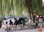 资料图：一农民现场拉两头奶牛现挤现卖牛奶，引市民围观排队购买。 成学磊 摄 - Sc.Chinanews.Com.Cn