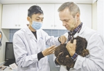 “洋兽医”：在成都为动物看病12年 喜欢回锅肉和折耳根 - Sichuan.Scol.Com.Cn