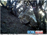 首次！雅江同一区域 10余种珍稀野生动物密集上镜 - Sichuan.Scol.Com.Cn