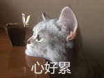 有网友说，《人民的名义》我觉着可以用狼人杀来套一下…… - News.Sina.com.Cn