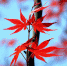 绚丽的红枫叶红满都市大街小巷 - 四川日报网