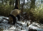 四川卧龙4月3次拍到野生大熊猫"圈地恋爱"  繁殖高峰来了 - 四川日报网