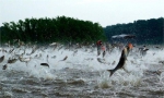 凶猛的亚洲鲤鱼在美国淡水水系几乎没有天敌 - News.Sina.com.Cn