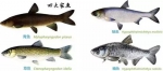 蟹种对水质的要求比鱼种更高，对水质的污染也更敏感。 - News.Sina.com.Cn