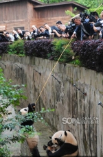 2只大熊猫将远赴北欧 丹麦首相承诺:一定会好好照顾 - Sichuan.Scol.Com.Cn