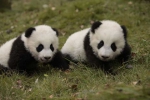 2只大熊猫将远赴北欧 丹麦首相承诺:一定会好好照顾 - Sichuan.Scol.Com.Cn