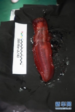 这是5月23日拍摄的“蛟龙”号在马里亚纳海沟带回的生物样品海参。新华社发（郭松峤 摄） - News.Sina.com.Cn