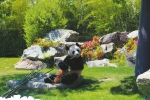 三只旅日大熊猫昨晚返回家乡找对象 - 四川日报网