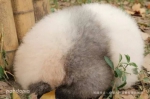 你们还记得那只墨水不足的熊猫小灰灰吗 - 四川日报网