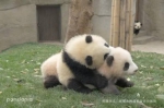 你们还记得那只墨水不足的熊猫小灰灰吗 - 四川日报网
