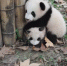 你们还记得那只墨水不足的熊猫“小灰灰”吗？它变黑了 - Sichuan.Scol.Com.Cn