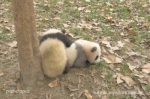 你们还记得那只墨水不足的熊猫“小灰灰”吗？它变黑了 - Sichuan.Scol.Com.Cn