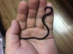 德阳现世界最小的蛇 夫妻二人将它放归自然 - Sichuan.Scol.Com.Cn