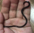 德阳现世界最小的蛇 夫妻二人将它放归自然 - 四川日报网