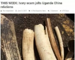 ▲乌干达《独立报》称，象牙走私丑闻波及中国和乌干达关系。 - News.Sina.com.Cn