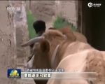 习近平总书记考察山西 - News.Sina.com.Cn