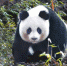 巡山人一天偶遇4次大熊猫 唐家河“居民”趣闻录 - 四川日报网