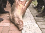 被击毙的野猪。 - News.Sina.com.Cn