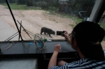 ▲2017年7月15日，在动物园猛兽区，一头黑熊靠近游览笼车，游客拿出手机拍照。 - News.Sina.com.Cn