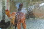 自贡彩灯公园动物园：羊驼吹风扇 东北虎吃生鸡蛋 - 广播电视台