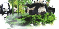 川陕甘3省共建大熊猫国家公园 涉及四川7个市州 - 广播电视台