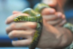 保护世上最美的“雅女蛇” - Sichuan.Scol.Com.Cn
