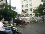 △台风过境，当地树木和电线杆被强风刮断。 - News.Sina.com.Cn
