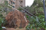 △一棵大树被连根拔起。摄影：蔡颂 - News.Sina.com.Cn