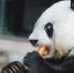 大熊猫“巴斯”去世 得寿37岁，相当于人类100多岁 - Sichuan.Scol.Com.Cn
