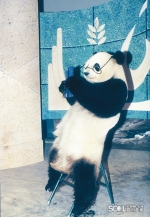 大熊猫“巴斯”去世 得寿37岁，相当于人类100多岁 - Sichuan.Scol.Com.Cn