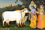 △吉尔奶牛是印度有名的优质奶牛 - News.Sina.com.Cn