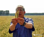 川崎广人比较不同肥料下小麦的生长情况。受访者供图 - News.Sina.com.Cn