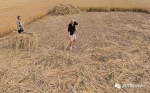 今年8月份秋收，川崎广人在收割小麦。受访者供图 - News.Sina.com.Cn