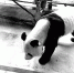 网友拍摄的照片中，大熊猫已经瘦得肋骨清晰可见 - News.Sina.com.Cn