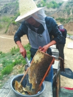 眉山大学生夫妻辞职回乡赶蜂 追花万里年入过百万 - Sichuan.Scol.Com.Cn