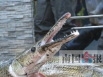 鳄雀鳝满嘴尖牙利齿，样子十分吓人。记者王剑 摄 - News.Sina.com.Cn