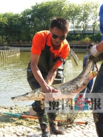 工作人员捕获鳄雀鳝。记者王剑 摄 - News.Sina.com.Cn