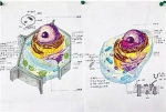 有位同学还在作品右下角画了一幅细胞膜结构图，细心程度也是没谁了 - News.Sina.com.Cn