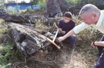 图为：专家检验木头横截面。 - News.Sina.com.Cn