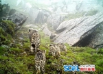 萌炸了！四川首次拍到雪豹四口之家同框 - Sichuan.Scol.Com.Cn