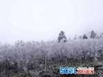 喇叭河银装素裹上演雪景大片 金丝猴和小熊猫也来凑热闹 - Sichuan.Scol.Com.Cn