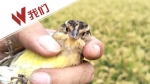 仅13年 这种鸟被中国食客从到处可见吃到濒临灭绝 - News.Sina.com.Cn