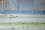 宜宾南溪：上千只过冬水鸟在长江上嬉戏、飞翔 - Sichuan.Scol.Com.Cn