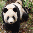 两对大熊猫母子转移到卧龙天台山 将接受进一步野化训练 - Sichuan.Scol.Com.Cn