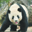 海归大熊猫“暖暖”亮相 获全球首张“大熊猫身份证” - Sichuan.Scol.Com.Cn