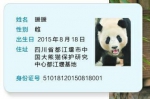 海归大熊猫“暖暖”亮相 获全球首张“大熊猫身份证” - Sichuan.Scol.Com.Cn