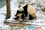 雪地打架的这对母子大熊猫今天成了“网红”！ - Sichuan.Scol.Com.Cn